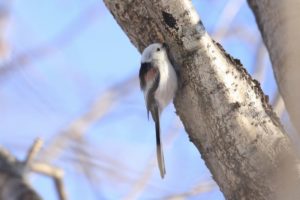 シマエナガ2021年2月20日