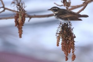 ツグミ2021年2月20日