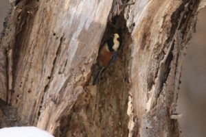 ヤマガラ2021年2月20日