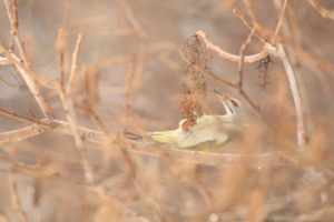 ヤマゲラ雌2021年2月20日