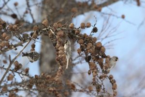 ベニヒワ雌2021年2月28日