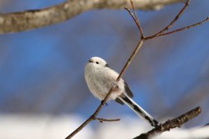 シマエナガ2021年2月28日EY