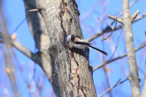 シマエナガ2021年2月28日