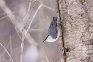 ゴジュウカラ2021年2月28日