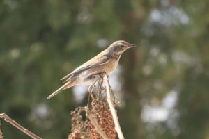 ハチジョウツグミ2021年2月28日