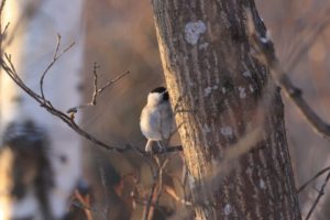 ハシブトガラ2021年2月28日