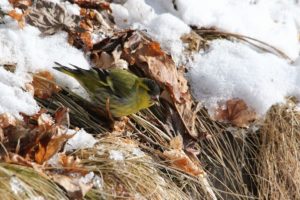マヒワ雄2021年2月28日