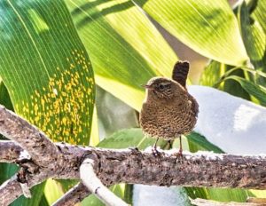 ミソサザイ2021年2月28日TN