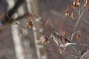 シメ2021年2月28日