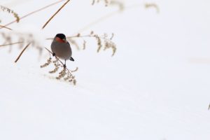 ウソ雄2021年2月28日EY