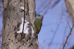 ヤマゲラ2021年2月28日OY