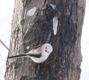 シマエナガ2021年2月20日2