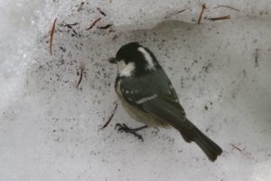 ヒガラ2021年3月20日