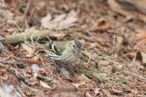 マヒワ雌2021年3月20日
