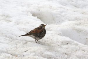 ツグミ2021年3月20日