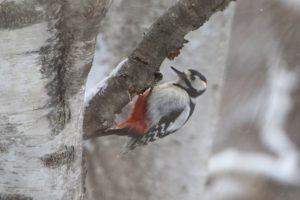 アカゲラ雄2021年3月6日