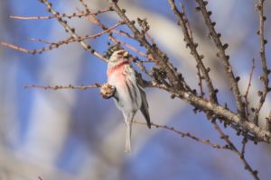 ベニヒワ雄2021年3月6日