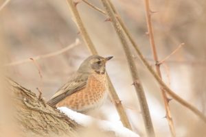 ハチジョウツグミ2021年3月6日