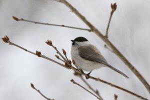 ハシブトガラ2021年3月6日