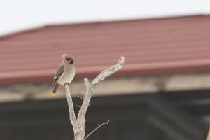 キレンジャク2021年3月6日