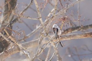 シマエナガ2021年3月6日