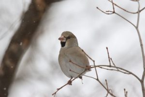 シメ雌2021年3月6日