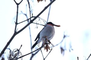 ウソ雄2021年3月6日