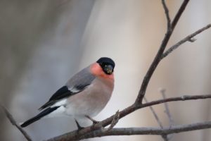 アカウソ雄2021年3月13日