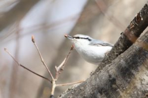 ゴジュウカラ2021年3月13日