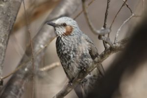 ヒヨドリ2021年3月13日