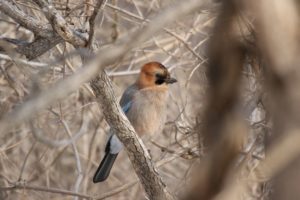 カケス2021年3月13日