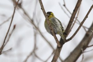 マヒワ雄2021年3月13日