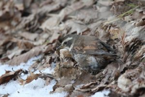 ツグミ2021年3月13日