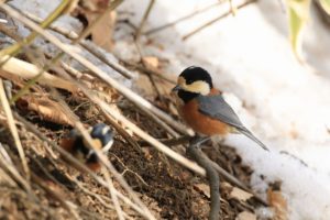 ヤマガラ2021年3月13日