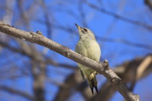 ヤマゲラ雌2021年3月13日