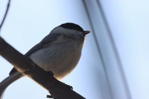 ハシブトガラ2021年3月20日