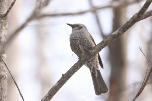 ヒヨドリ2021年3月20日