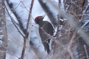 クマゲラ雄2021年3月20日