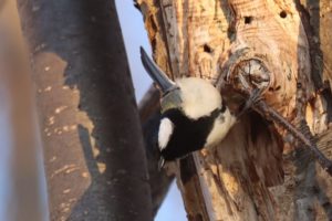 シジュウカラ2021年3月20日