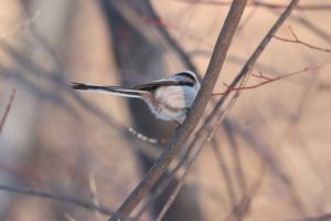 シマエナガ2021年3月20日