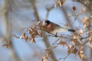 アカウソ2021年3月20日