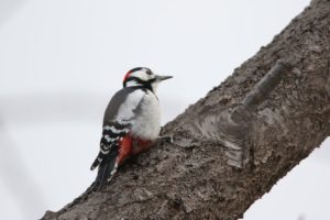 アカゲラ雄2021年3月28日