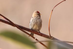 ベニヒワ雌2021年3月28日