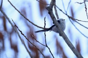 シマエナガ2021年3月28日