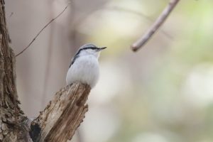 ゴジュウカラ2021年3月28日