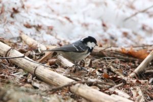 ヒガラ2021年3月28日