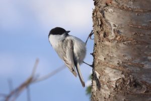 コガラ2021年3月28日