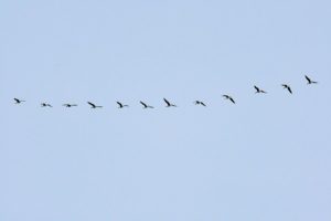 マガン2021年3月28日