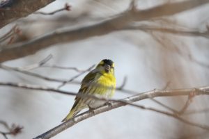 マヒワ雄2021年3月28日