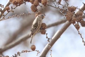 ベニヒワ雌2021年4月2日